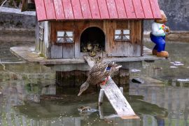 Ostern In Jena Elf Entenkueken Sorgen In Woellnitz Fuer Freude 01